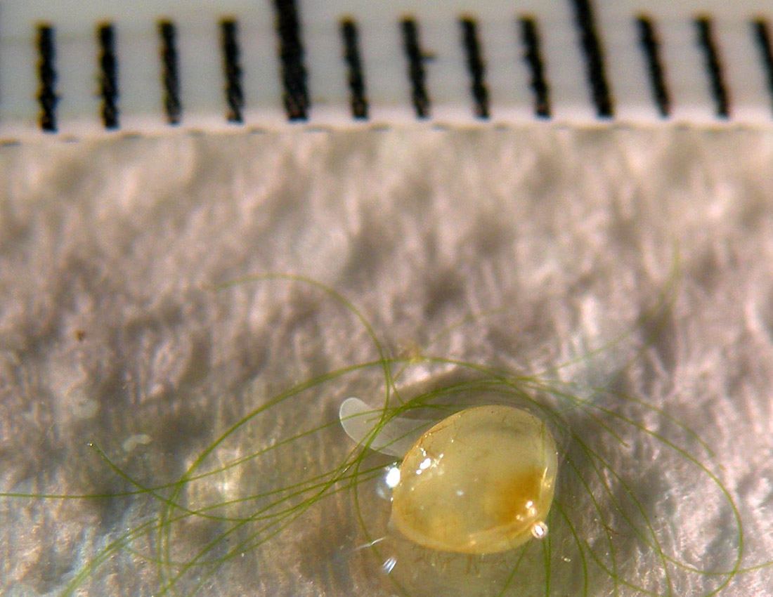 Piccolo bivalve in una fontana